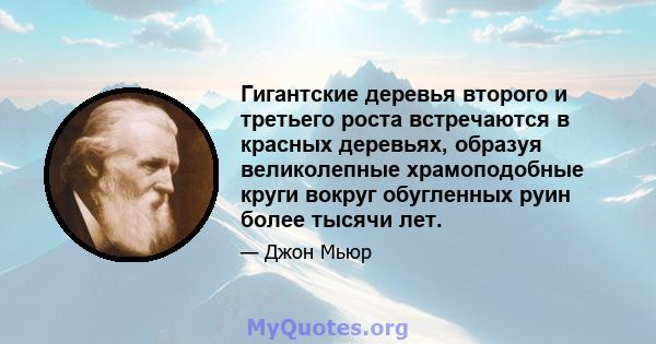 Гигантские деревья второго и третьего роста встречаются в красных деревьях, образуя великолепные храмоподобные круги вокруг обугленных руин более тысячи лет.