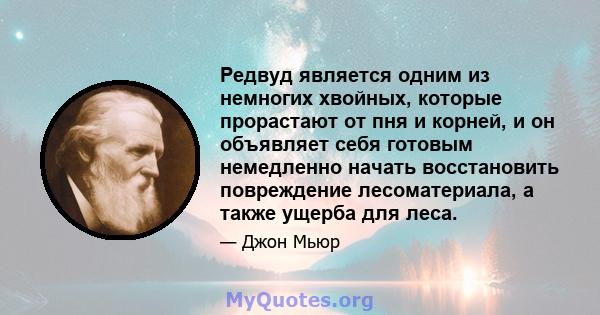 Редвуд является одним из немногих хвойных, которые прорастают от пня и корней, и он объявляет себя готовым немедленно начать восстановить повреждение лесоматериала, а также ущерба для леса.