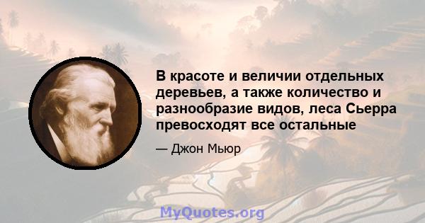 В красоте и величии отдельных деревьев, а также количество и разнообразие видов, леса Сьерра превосходят все остальные