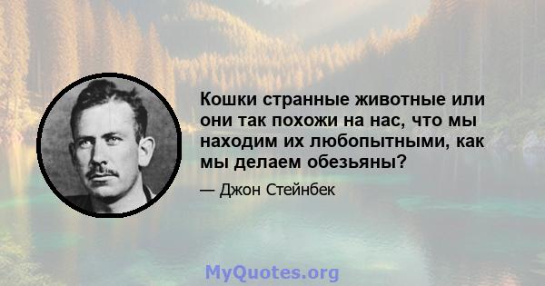 Кошки странные животные или они так похожи на нас, что мы находим их любопытными, как мы делаем обезьяны?