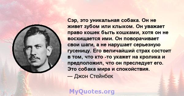 Сэр, это уникальная собака. Он не живет зубом или клыком. Он уважает право кошек быть кошками, хотя он не восхищается ими. Он поворачивает свои шаги, а не нарушает серьезную гусеницу. Его величайший страх состоит в том, 