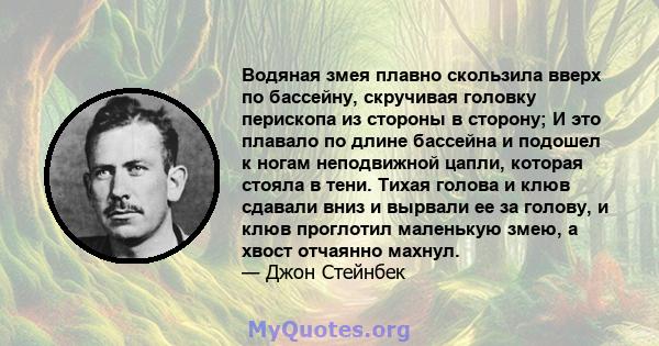 Водяная змея плавно скользила вверх по бассейну, скручивая головку перископа из стороны в сторону; И это плавало по длине бассейна и подошел к ногам неподвижной цапли, которая стояла в тени. Тихая голова и клюв сдавали