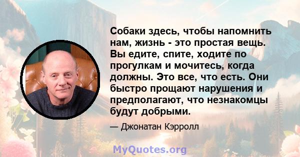 Собаки здесь, чтобы напомнить нам, жизнь - это простая вещь. Вы едите, спите, ходите по прогулкам и мочитесь, когда должны. Это все, что есть. Они быстро прощают нарушения и предполагают, что незнакомцы будут добрыми.