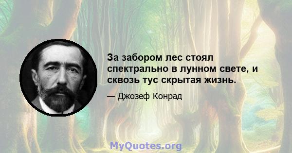 За забором лес стоял спектрально в лунном свете, и сквозь тус скрытая жизнь.