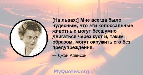 [На львах:] Мне всегда было чудесным, что эти колоссальные животные могут бесшумно двигаться через куст и, таким образом, могут окружить его без предупреждения.