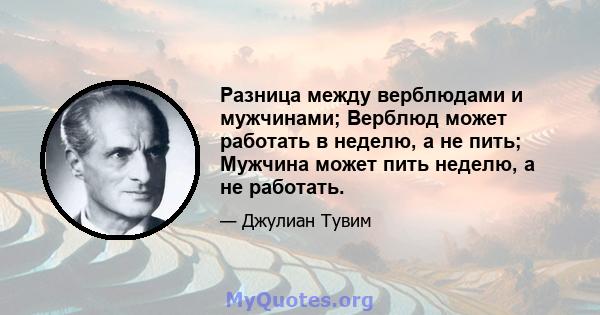 Разница между верблюдами и мужчинами; Верблюд может работать в неделю, а не пить; Мужчина может пить неделю, а не работать.