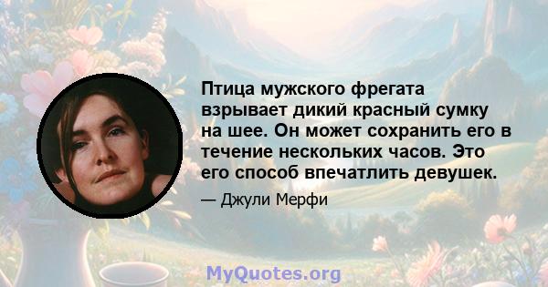 Птица мужского фрегата взрывает дикий красный сумку на шее. Он может сохранить его в течение нескольких часов. Это его способ впечатлить девушек.