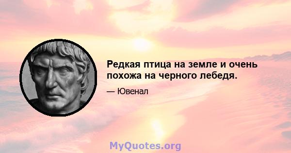 Редкая птица на земле и очень похожа на черного лебедя.