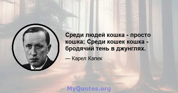 Среди людей кошка - просто кошка; Среди кошек кошка - бродячий тень в джунглях.