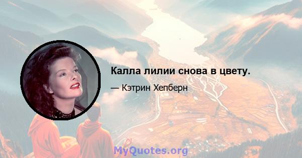 Калла лилии снова в цвету.