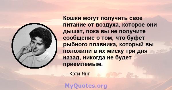 Кошки могут получить свое питание от воздуха, которое они дышат, пока вы не получите сообщение о том, что буфет рыбного плавника, который вы положили в их миску три дня назад, никогда не будет приемлемым.