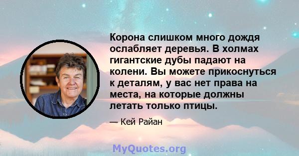 Корона слишком много дождя ослабляет деревья. В холмах гигантские дубы падают на колени. Вы можете прикоснуться к деталям, у вас нет права на места, на которые должны летать только птицы.