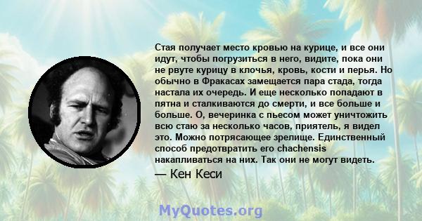 Стая получает место кровью на курице, и все они идут, чтобы погрузиться в него, видите, пока они не рвуте курицу в клочья, кровь, кости и перья. Но обычно в Фракасах замещается пара стада, тогда настала их очередь. И