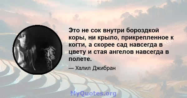 Это не сок внутри бороздкой коры, ни крыло, прикрепленное к когти, а скорее сад навсегда в цвету и стая ангелов навсегда в полете.