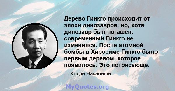 Дерево Гинкго происходит от эпохи динозавров, но, хотя динозавр был погашен, современный Гинкго не изменился. После атомной бомбы в Хиросиме Гинкго было первым деревом, которое появилось. Это потрясающе.