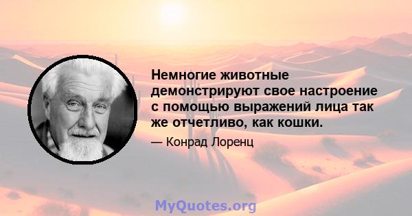 Немногие животные демонстрируют свое настроение с помощью выражений лица так же отчетливо, как кошки.