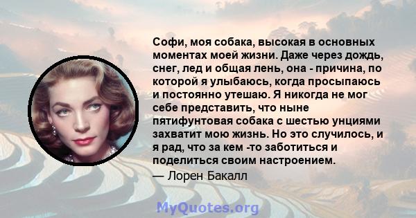 Софи, моя собака, высокая в основных моментах моей жизни. Даже через дождь, снег, лед и общая лень, она - причина, по которой я улыбаюсь, когда просыпаюсь и постоянно утешаю. Я никогда не мог себе представить, что ныне