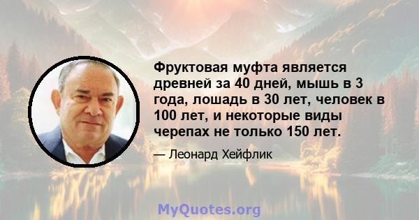 Фруктовая муфта является древней за 40 дней, мышь в 3 года, лошадь в 30 лет, человек в 100 лет, и некоторые виды черепах не только 150 лет.