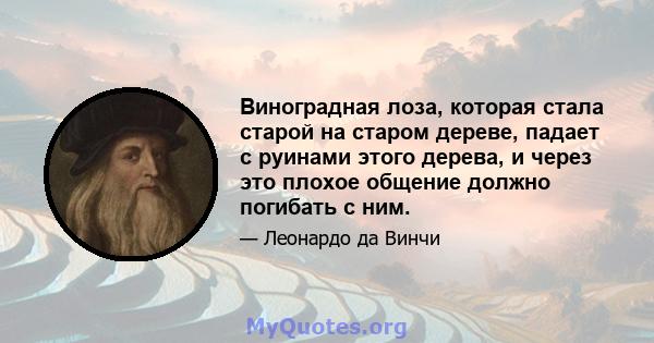 Виноградная лоза, которая стала старой на старом дереве, падает с руинами этого дерева, и через это плохое общение должно погибать с ним.