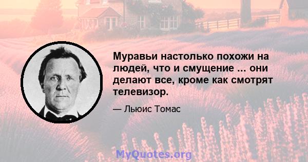 Муравьи настолько похожи на людей, что и смущение ... они делают все, кроме как смотрят телевизор.