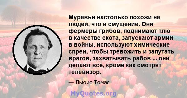 Муравьи настолько похожи на людей, что и смущение. Они фермеры грибов, поднимают тлю в качестве скота, запускают армии в войны, используют химические спреи, чтобы тревожить и запутать врагов, захватывать рабов ... они