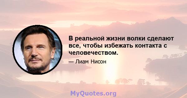 В реальной жизни волки сделают все, чтобы избежать контакта с человечеством.