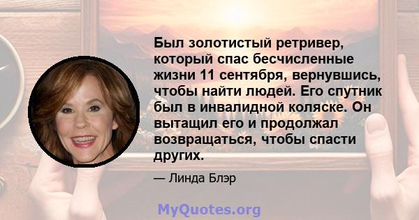 Был золотистый ретривер, который спас бесчисленные жизни 11 сентября, вернувшись, чтобы найти людей. Его спутник был в инвалидной коляске. Он вытащил его и продолжал возвращаться, чтобы спасти других.