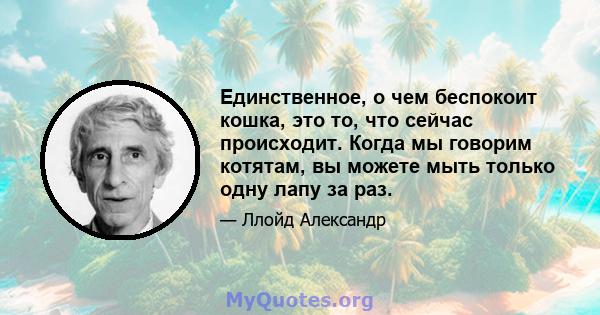 Единственное, о чем беспокоит кошка, это то, что сейчас происходит. Когда мы говорим котятам, вы можете мыть только одну лапу за раз.