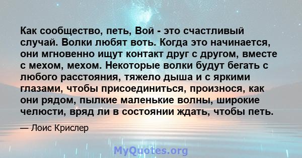 Как сообщество, петь, Вой - это счастливый случай. Волки любят воть. Когда это начинается, они мгновенно ищут контакт друг с другом, вместе с мехом, мехом. Некоторые волки будут бегать с любого расстояния, тяжело дыша и 