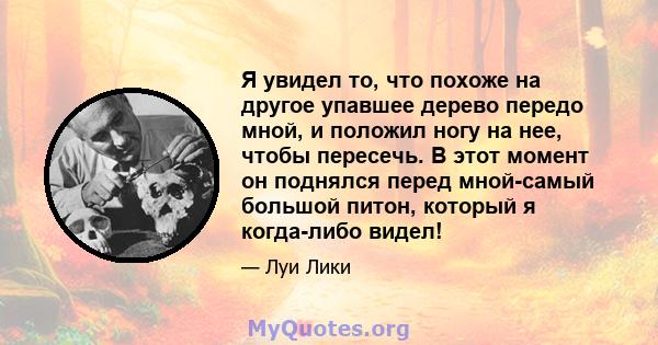 Я увидел то, что похоже на другое упавшее дерево передо мной, и положил ногу на нее, чтобы пересечь. В этот момент он поднялся перед мной-самый большой питон, который я когда-либо видел!