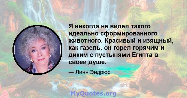 Я никогда не видел такого идеально сформированного животного. Красивый и изящный, как газель, он горел горячим и диким с пустынями Египта в своей душе.