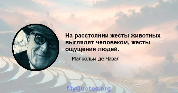 На расстоянии жесты животных выглядят человеком, жесты ощущения людей.