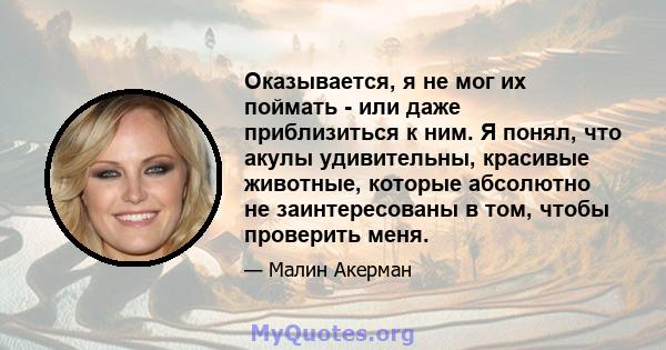 Оказывается, я не мог их поймать - или даже приблизиться к ним. Я понял, что акулы удивительны, красивые животные, которые абсолютно не заинтересованы в том, чтобы проверить меня.