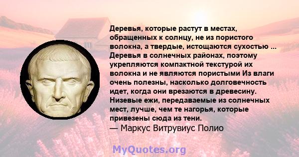 Деревья, которые растут в местах, обращенных к солнцу, не из пористого волокна, а твердые, истощаются сухостью ... Деревья в солнечных районах, поэтому укрепляются компактной текстурой их волокна и не являются пористыми 