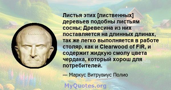 Листья этих [лиственных] деревьев подобны листьям сосны; Древесина из них поставляется на длинных длинах, так же легко выполняется в работе столяр, как и Clearwood of FIR, и содержит жидкую смолу цвета чердака, который