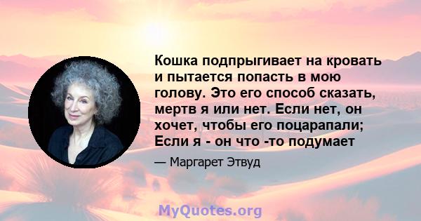 Кошка подпрыгивает на кровать и пытается попасть в мою голову. Это его способ сказать, мертв я или нет. Если нет, он хочет, чтобы его поцарапали; Если я - он что -то подумает