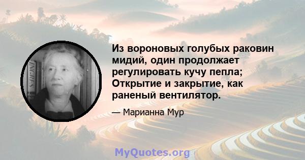 Из вороновых голубых раковин мидий, один продолжает регулировать кучу пепла; Открытие и закрытие, как раненый вентилятор.