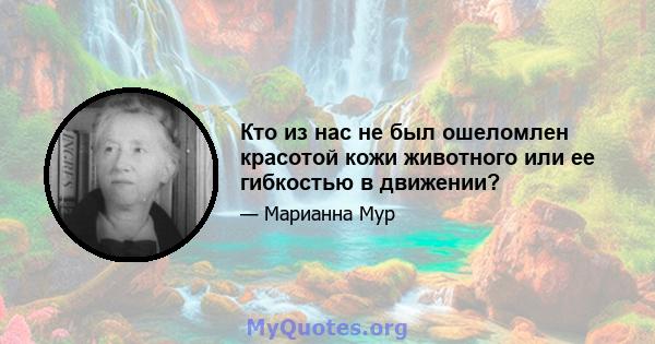 Кто из нас не был ошеломлен красотой кожи животного или ее гибкостью в движении?