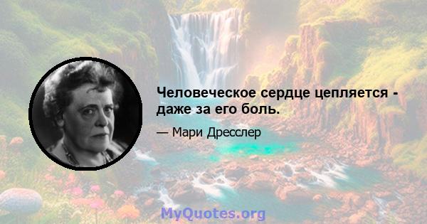 Человеческое сердце цепляется - даже за его боль.