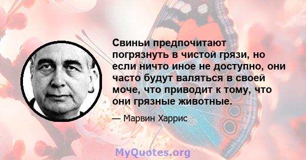 Свиньи предпочитают погрязнуть в чистой грязи, но если ничто иное не доступно, они часто будут валяться в своей моче, что приводит к тому, что они грязные животные.