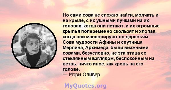 Но сами сова не сложно найти, молчать и на крыле, с их ушными пучками на их головах, когда они летают, и их огромные крылья попеременно скользят и хлопая, когда они маневрируют по деревьям. Сова мудрости Афины и