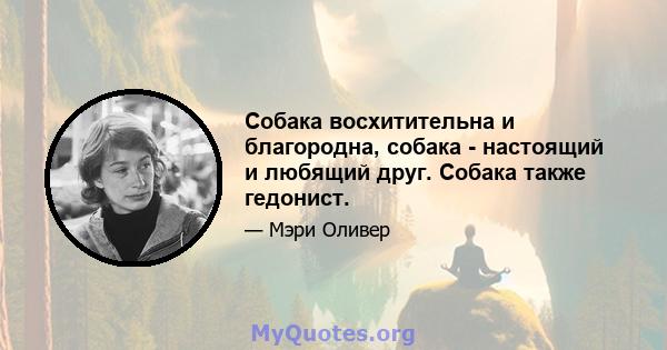 Собака восхитительна и благородна, собака - настоящий и любящий друг. Собака также гедонист.