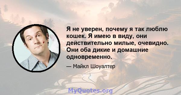 Я не уверен, почему я так люблю кошек. Я имею в виду, они действительно милые, очевидно. Они оба дикие и домашние одновременно.