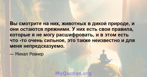 Вы смотрите на них, животных в дикой природе, и они остаются прежними. У них есть свои правила, которые я не могу расшифровать, и в этом есть что -то очень сильное, это также неизвестно и для меня непредсказуемо.