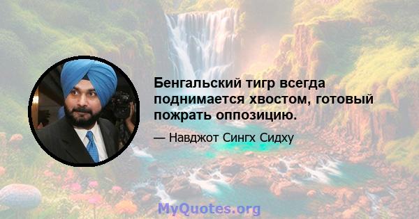 Бенгальский тигр всегда поднимается хвостом, готовый пожрать оппозицию.