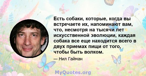 Есть собаки, которые, когда вы встречаете их, напоминают вам, что, несмотря на тысячи лет искусственной эволюции, каждая собака все еще находится всего в двух приемах пищи от того, чтобы быть волком.