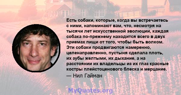 Есть собаки, которые, когда вы встречаетесь с ними, напоминают вам, что, несмотря на тысячи лет искусственной эволюции, каждая собака по-прежнему находится всего в двух приемах пищи от того, чтобы быть волком. Эти