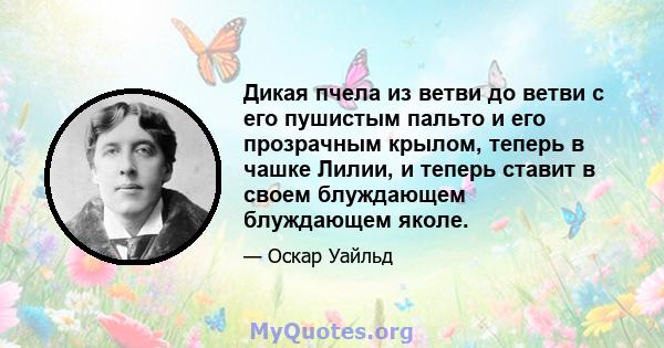 Дикая пчела из ветви до ветви с его пушистым пальто и его прозрачным крылом, теперь в чашке Лилии, и теперь ставит в своем блуждающем блуждающем яколе.