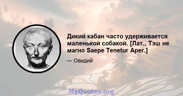 Дикий кабан часто удерживается маленькой собакой. [Лат., Тэш не магно Saepe Tenetur Aper.]