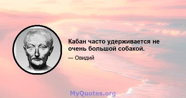 Кабан часто удерживается не очень большой собакой.